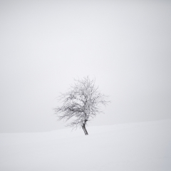 Arbre isolé dans le Jura