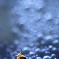 Collembole à la surface de l'eau