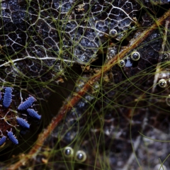 Collemboles en bord de mare