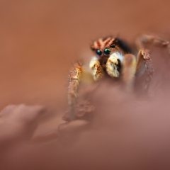 Salticidae