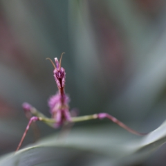 Empusa pennata