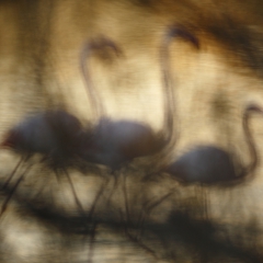 Trio de Flamants roses