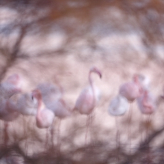 Flamants roses de Camargue