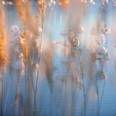 Flamant rose au repos