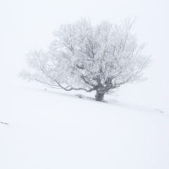 Hêtre isolé en Cévennes