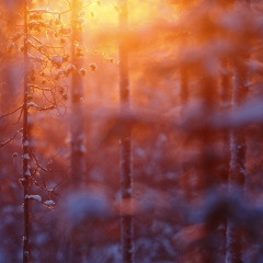 Sunrise Kuusamo Finlande