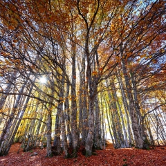 Hêtraie Cévennes