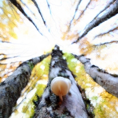 Hêtres dans le parc des Cévennes