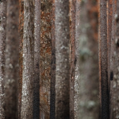 Pins brulés en Suède