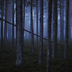 Parc national de Mudus en Suède