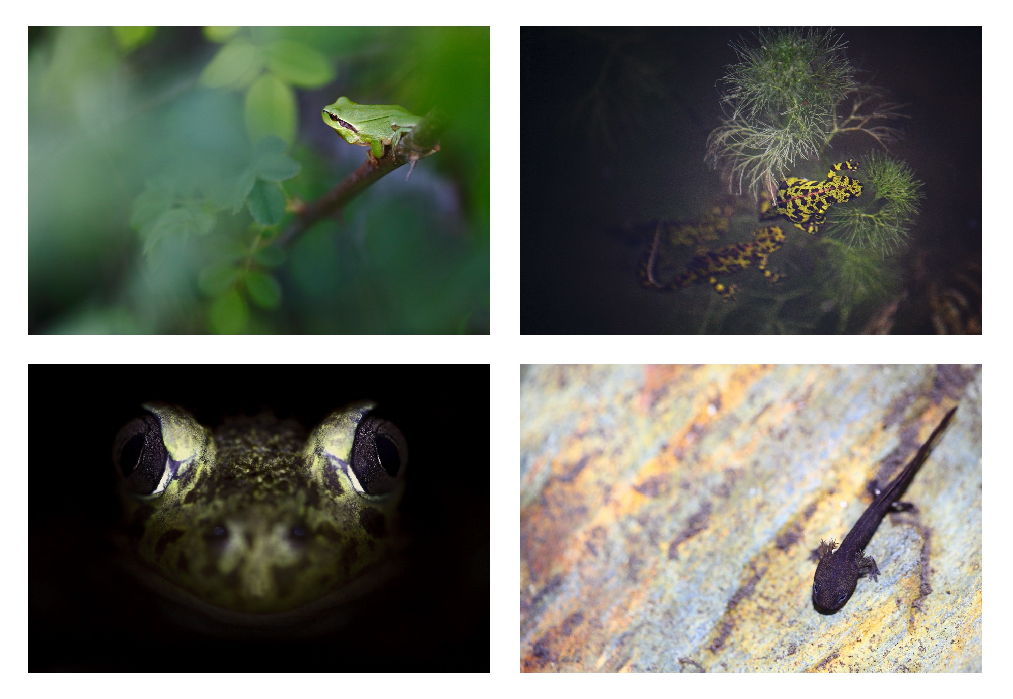 Amphibiens_nocturnes