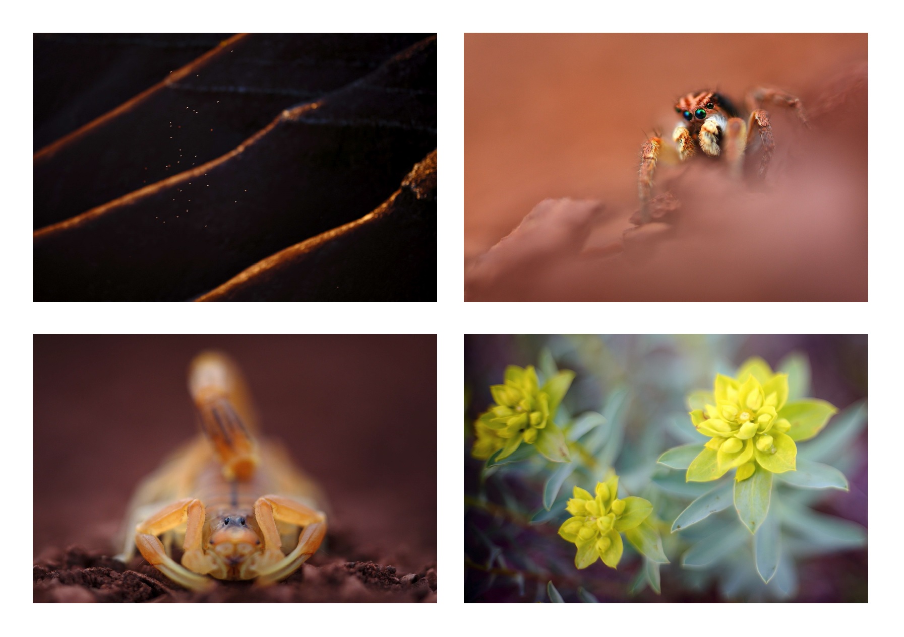 Couleurs_du_Salagou