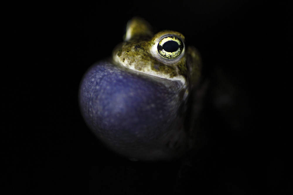 Stage photo Les amphibiens nocturnes Stage photo nocturne