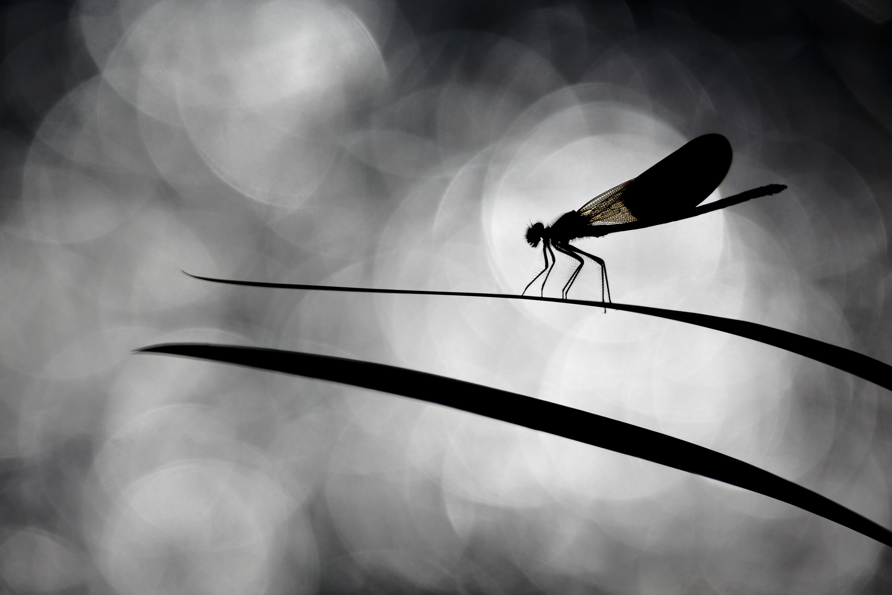 Stage photo Faune des milieux aquatiques Stage macrophotographie