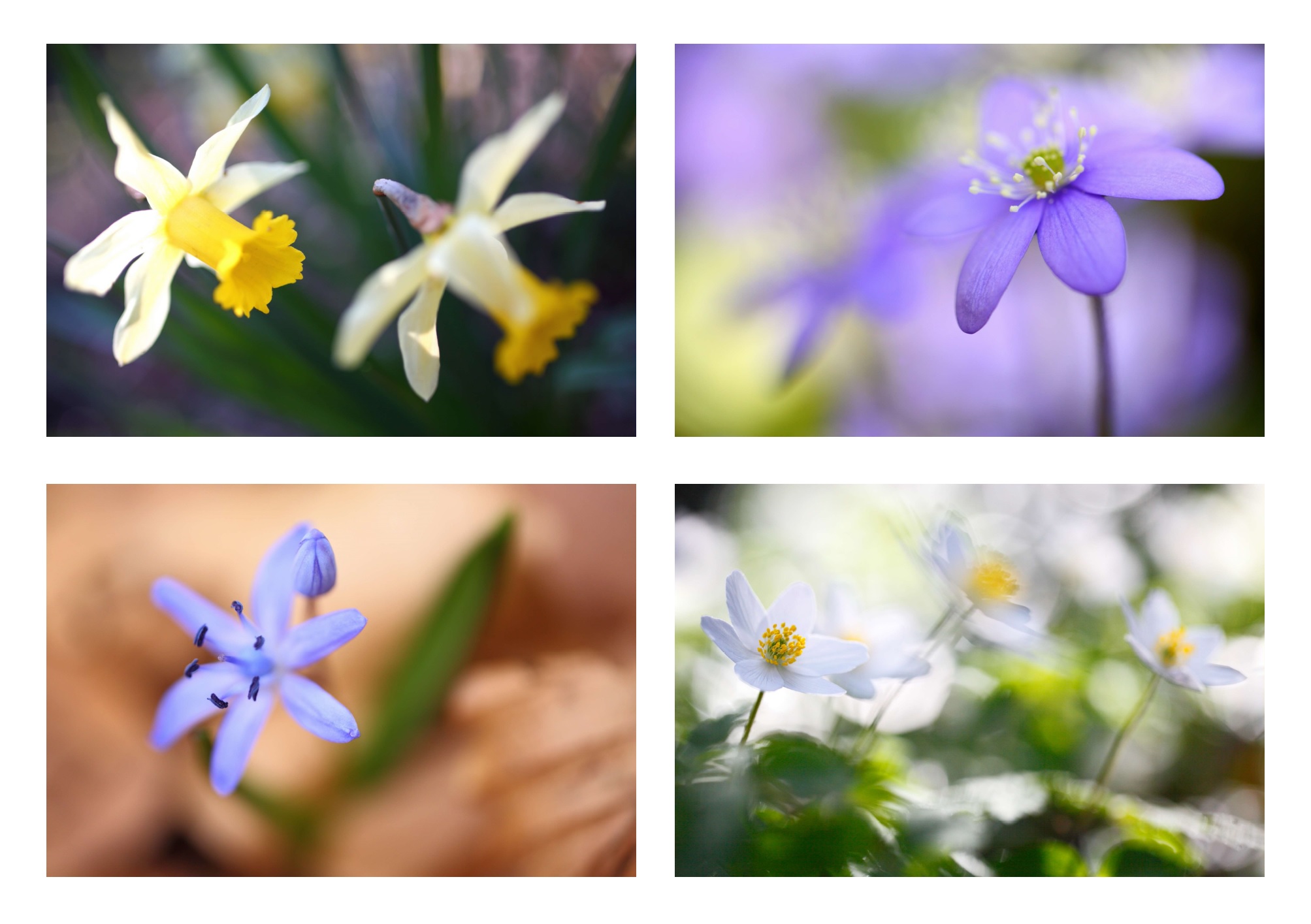Flore_Cévennes