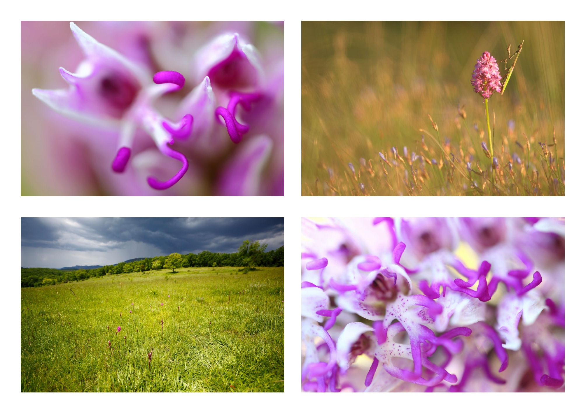 Orchidées