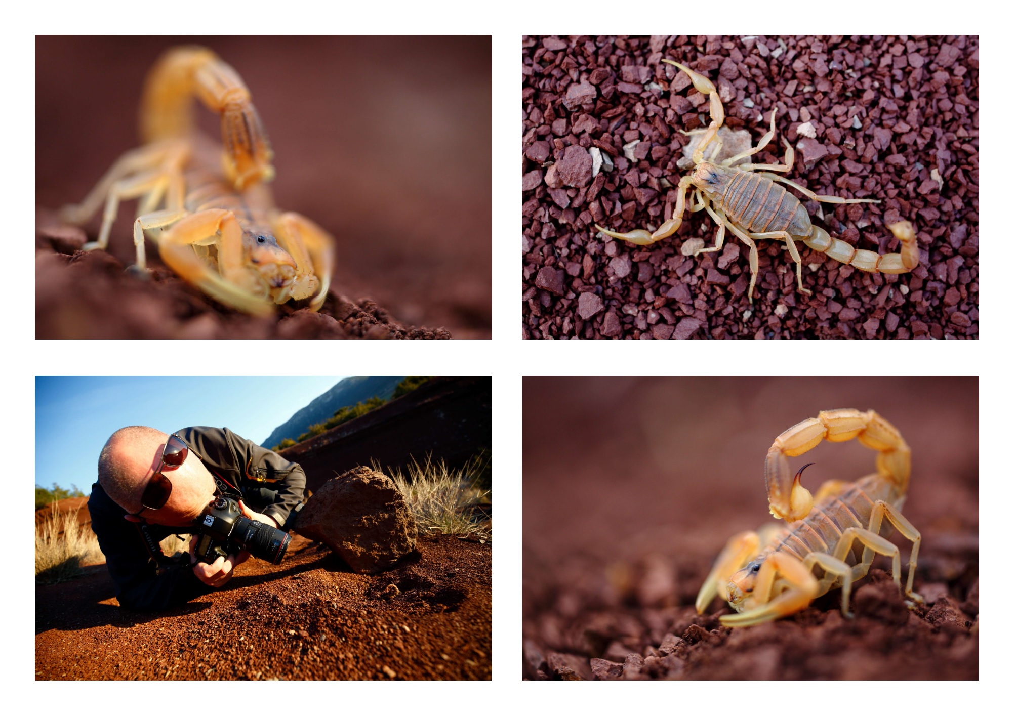 Scorpion